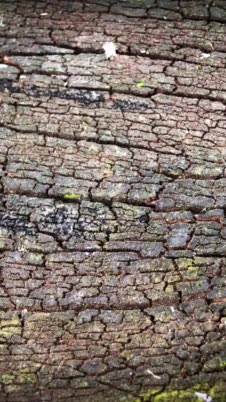 English Oak Bark image